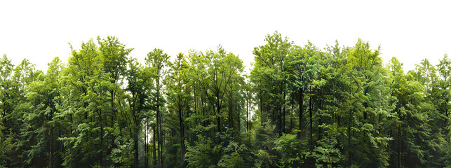 Fototapeta premium Lush green forest cut out