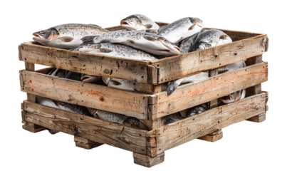 Freshly caught fish packed in a wooden crate, cut out