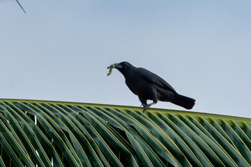crow on the leaf