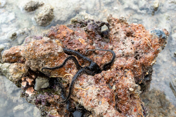 starfish on the rock