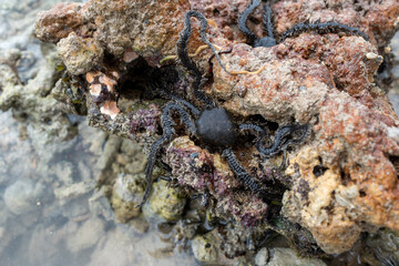 starfish on the rock