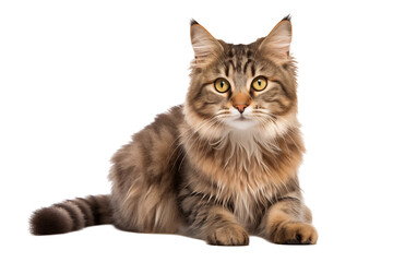 Obraz premium Adult cat isolated on transparent background png cutouts. Images for graphic designers. Image for flyers. Veterinarian.