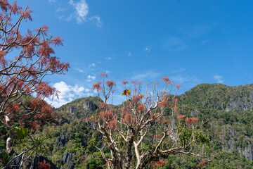 tree and flowers