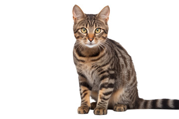 Adult cat isolated on transparent background png cutouts. Images for graphic designers. Image for flyers. Veterinarian.