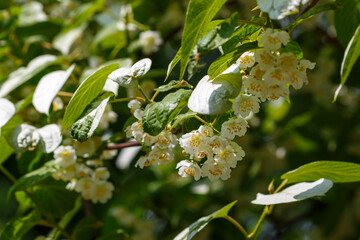 Actinidia kolomikta( lat. Actinidia kolomíkta ), or creeper , is a perennial shrub vine ; species...