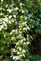 Actinidia kolomikta( lat. Actinidia kolomíkta ), or creeper , is a perennial shrub vine ; species of the genus Actinidia