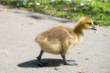 cute Canada goose branta canadensis walking acoss the footpath