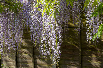flowering wisteria a beautiful prolific tree with scented purple flowers in hanging racemes