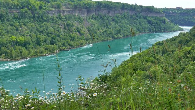 The Niagara River through the Niagara Gorge, the border of Canada and the United States. Devil's Hole State Park shot through grass and white daisy flowers from the Canadian side.