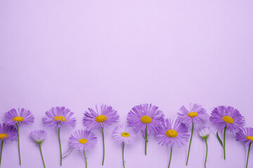 Aesthetic stylish floral pattern.  Purple flower aster on lilac background. Spring and summer colorful flowers pattern. Flat lay, top view. Space for text. Trendy color design.