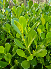 Green clusia plant with lush, ornamental leaves.