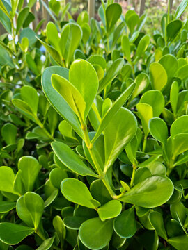 Green clusia plant with lush, ornamental leaves.