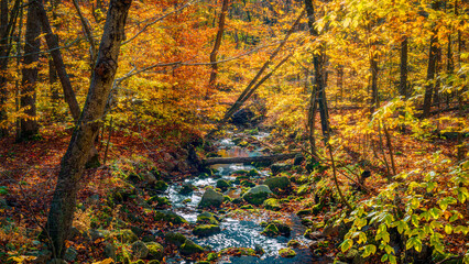 Colorful foliage during the autumn season in a park-like setting