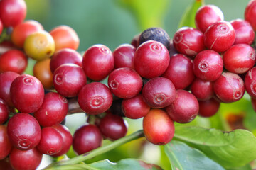 Closeup of red ripe coffee beans on the tree. Brazil