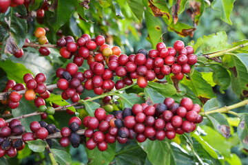 Closeup of red ripe coffee beans on the tree. Brazil