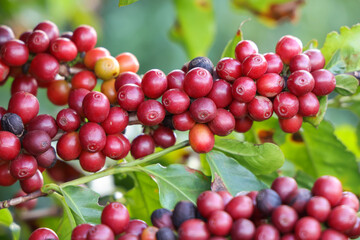 Closeup of red ripe coffee beans on the tree. Brazil