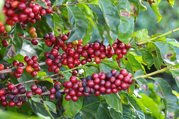 Closeup of red ripe coffee beans on the tree. Brazil