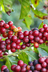 Closeup of red ripe coffee beans on the tree. Brazil
