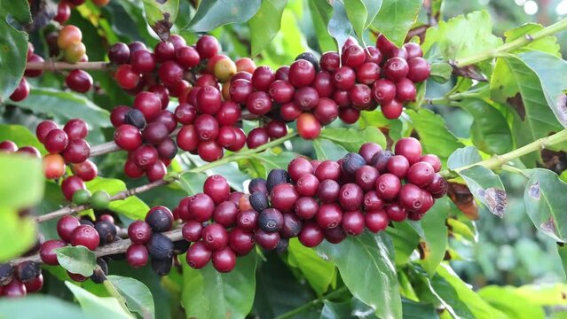 Closeup of red ripe coffee beans on the tree. Brazil