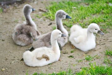 Four swan young of Mute Swan (Cygnus olor) sitting togetheron the shore.