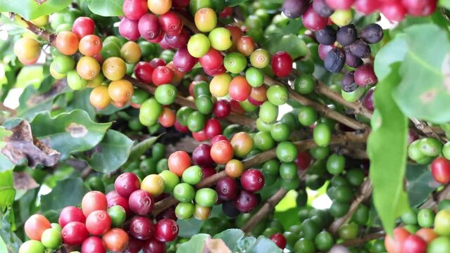 Closeup of red ripe coffee beans on the tree. Brazil