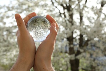 Beautiful tree with white blossoms outdoors, overturned reflection. Man holding crystal ball in spring garden, closeup. Space for text