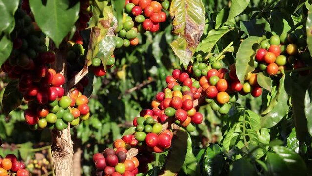 Closeup of red ripe coffee beans on the tree. Brazil