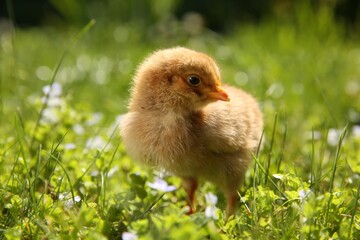 Cute chick on green grass outdoors, closeup. Baby animal