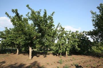 Cherry tree with green leaves and unripe berries growing outdoors