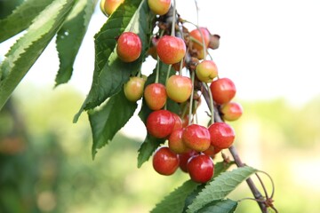 Cherry tree with green leaves and unripe berries growing outdoors, closeup