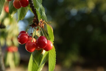 Cherry tree with green leaves and unripe berries growing outdoors, closeup. Space for text