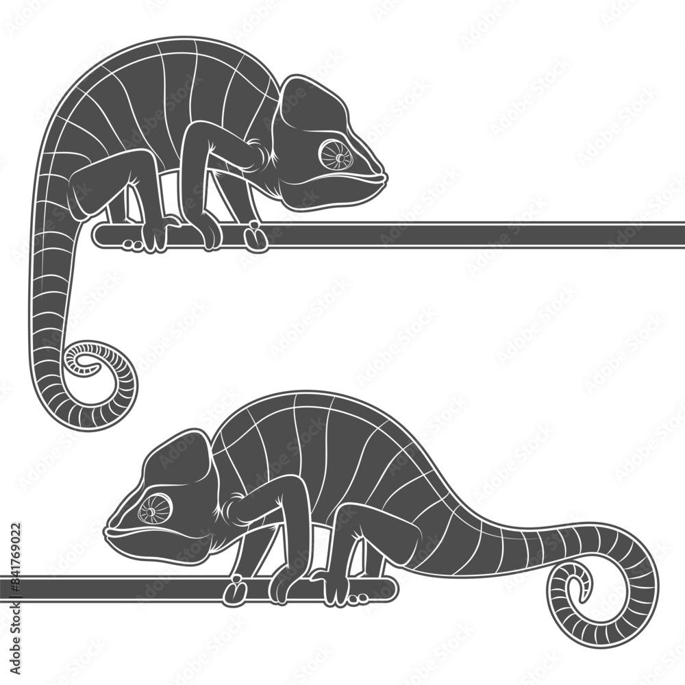 Poster set of black and white illustrations with chameleon. isolated vector object on white background.