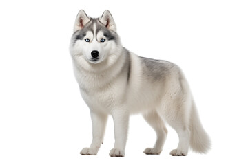 Adult dog isolated on transparent background png cutouts. Images for graphic designers. Image for flyers. Veterinarian.