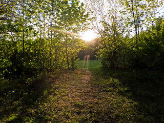 A forest path along a row of trees. The sun is shining and the rays penetrate through the trees