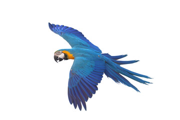 Colorful flying Blue and Gold Macaw parrot isolated on transparent background png file