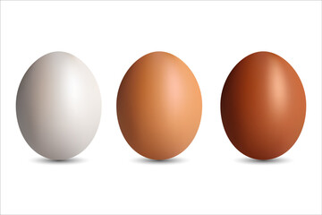 Set of realistic white, dark and light brown chicken eggs vector illustration on white background