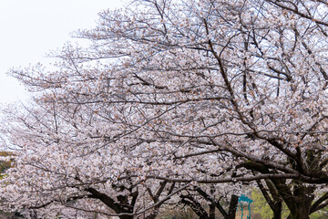 春の満開な美しい桜の花々