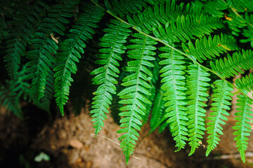 detail of a fern leaf, textured vegetal background