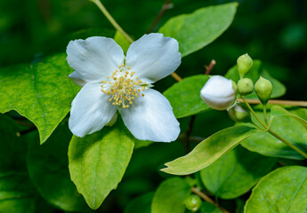 Philadelphus sp. - (mock-orange), delicate white fragrant flowers of a bush against a background of green leaves