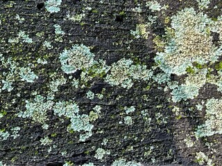 Blue green moss lichens close up on a wooden bench