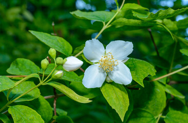Philadelphus sp. - (mock-orange), delicate white fragrant flowers of a bush against a background of green leaves