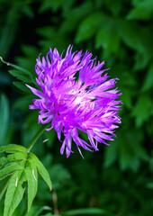 Psephellus dealbatus, the Persian cornflower or whitewash cornflower