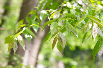 Giant dogwood trunk and green leaves Cornaceae deciduous tall tree