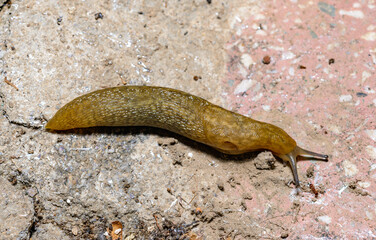 Limacus flavus - crawling yellow slug in the garden