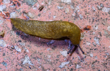 Limacus flavus - crawling yellow slug in the garden