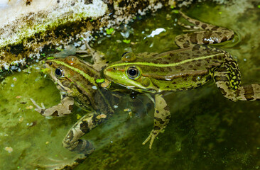 The marsh frog (Pelophylax ridibundus), frog in water