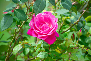 pink rose