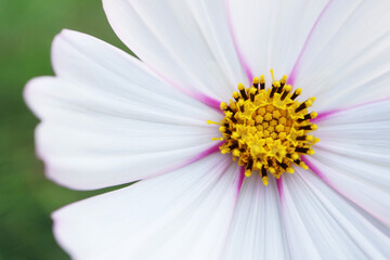 Closeup of Gorgeous Detail of Blooming Garden Cosmos Florets