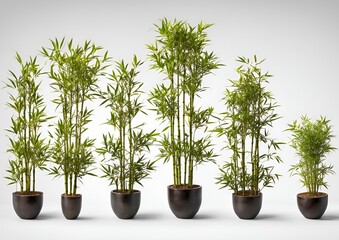 Obraz premium set of dwarf bamboo, perfect for ornamental gardens, showcasing their compact form and fine leaves, isolated on white background