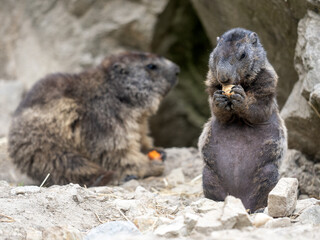 Alpine marmot, Marmota marmota, feeds on food it has found